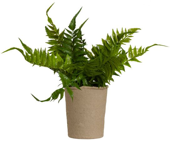 Osmunda bregne 30 cm