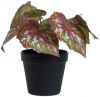 Caladium i potte 