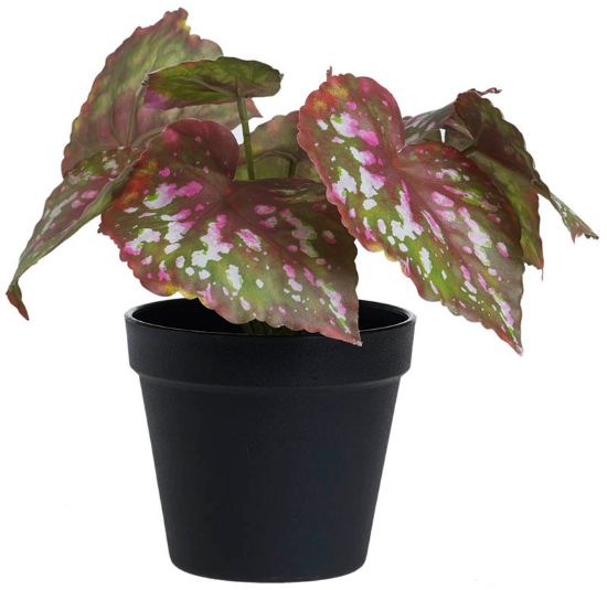 Caladium i potte 