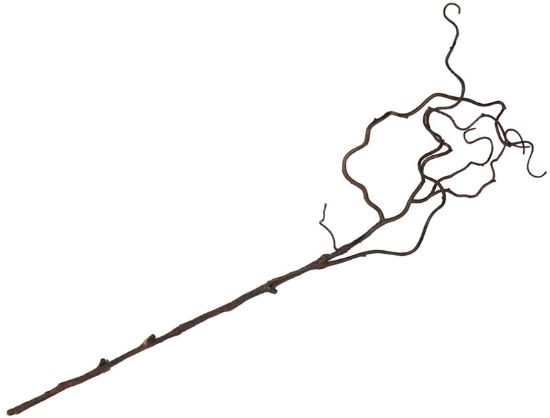 Trollhassel gren 73 cm